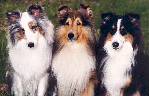 Bi Black Sheltie