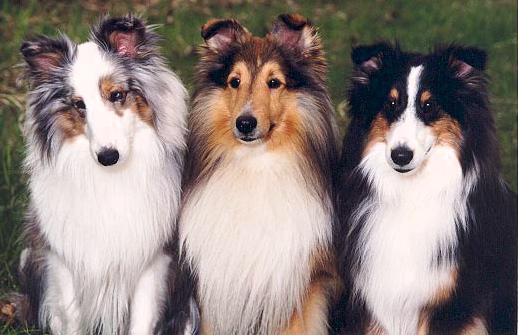 These three beauties represent the three basic colors in Shelties; merle, 